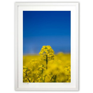 ŉ ƍ؂̉ (bluewoods07)CeA Ǌ| z i |X^[ A[g rO ւɏ  v[g _ A[gt[