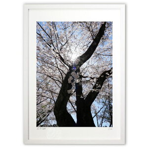 ŉ  (ocarinanono)CeA Ǌ| z i |X^[ A[g rO ւɏ  v[g _ A[gt[