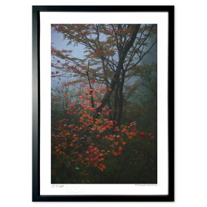 yX[p[SALEzzŉ JɔGgt (ramble)CeA Ǌ| z i |X^[ A[g rO ւɏ  v[g _ A[gt[