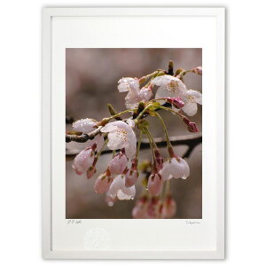 yX[p[SALEzzŉ Ǝ (Agura)CeA Ǌ| z i |X^[ A[g rO ւɏ  v[g _ A[gt[