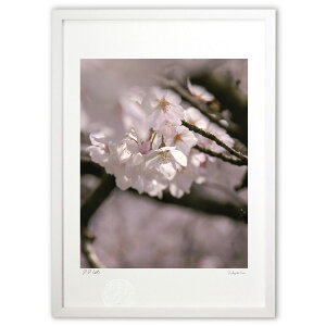 ŉ ƉAƖؘR (Agura)CeA Ǌ| z i |X^[ A[g rO ւɏ  v[g _ A[gt[