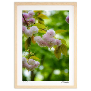 ŉ ܂̌ߌ (Shinobu Muramatsu)