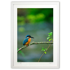 yX[p[SALEzzŉ JZ~icj ()CeA Ǌ| z i |X^[ A[g rO ւɏ  v[g _ A[gt[