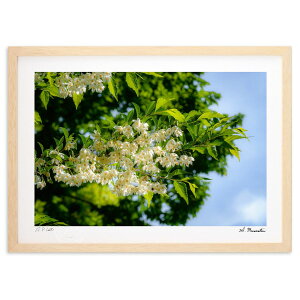 ŉ ĐF̗\ (Shinobu Muramatsu)