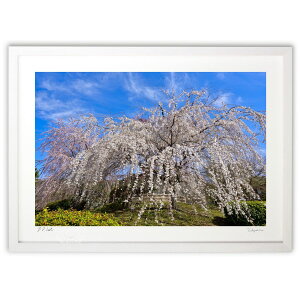 yX[p[SALEzzŉ _} (dolche)CeA Ǌ| z i |X^[ A[g rO ւɏ  v[g _ A[gt[