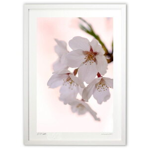 ŉ F (bluewoods07)CeA Ǌ| z i |X^[ A[g rO ւɏ  v[g _ A[gt[