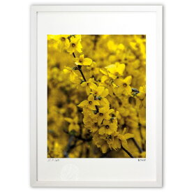 【スーパーSALE半額】版画 満開 (白ウサギ)インテリア 壁掛け 額入り 風景画 ポスター アート リビング 玄関に飾る 風水 プレゼント モダン アートフレーム