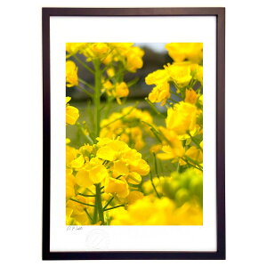 ŉ ؂̉Ԕ (FiMisoraj)CeA Ǌ| z i |X^[ A[g rO ւɏ  v[g _ A[gt[