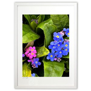 yX[p[SALEzzŉ ƃsN̋ (FiMisoraj)