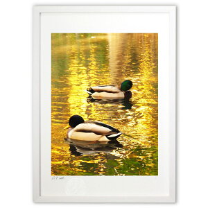 ŉ Gentle Rays ? 炩Ȍɖ (z -Rin-)