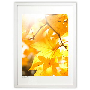 �ŉ� Light Seeds ? ���̂��� ? (�z -Rin-)