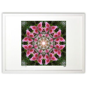 ŉ Butterfly Dream Camellia (ޓs)