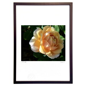 ŉ ԐF (RR)CeA Ǌ| z i |X^[ A[g rO ւɏ  v[g _ A[gt[