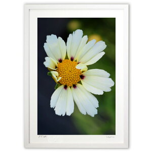 ŉ ԐF (RR)CeA Ǌ| z i |X^[ A[g rO ւɏ  v[g _ A[gt[