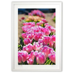 ŉ ACX`[bv (mitan)CeA Ǌ| z i |X^[ A[g rO ւɏ  v[g _ A[gt[