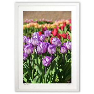 ŉ ACX`[bv (mitan)CeA Ǌ| z i |X^[ A[g rO ւɏ  v[g _ A[gt[