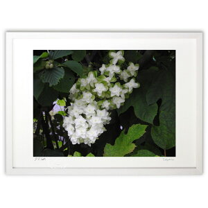 ŉ z (shourena)CeA Ǌ| z i |X^[ A[g rO ւɏ  v[g _ A[gt[