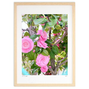 ŉ ɍ炭 (Aurea)CeA Ǌ| z i |X^[ A[g rO ւɏ  v[g _ A[gt[