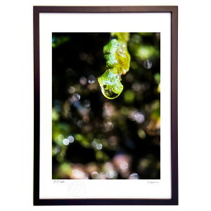 ŉ X̎ (Little Dinosaur)CeA Ǌ| z i |X^[ A[g rO ւɏ  v[g _ A[gt[