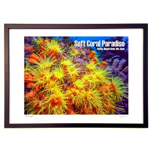 �ŉ� Soft Coral Paradise (Little Dinosaur)