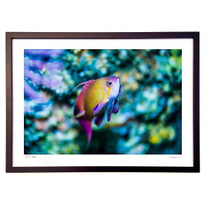 ŉ ̃X^CAǂH (Little Dinosaur)