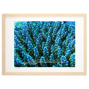 ŉ Blue Acropora ~hCV (Little Dinosaur)