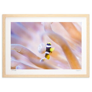 ŉ ʐ^@t@N}m~̗c@Odh (Little Dinosaur)