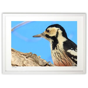 �ŉ� ��ɉf����A�J�Q�� (RUI)�C���e���A �Ǌ|�� �z���� ���i�� �|�X�^�[ �A�[�g ���r���O ���ւɏ��� ���� �v���[���g ���_�� �A�[�g�t���[��