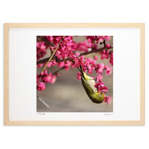 �ŉ� �ۂ��ۂ��z�C (��񂿂��)�C���e���A �Ǌ|�� �z���� ���i�� �|�X�^�[ �A�[�g ���r���O ���ւɏ��� ���� �v���[���g ���_�� �A�[�g�t���[��