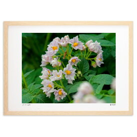 版画 ジャガイモ (白ウサギ)インテリア 壁掛け 額入り 風景画 ポスター アート リビング 玄関に飾る 風水 プレゼント モダン アートフレーム