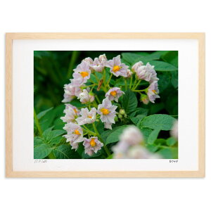 �ŉ� �W���K�C�� (���E�T�M)�C���e���A �Ǌ|�� �z���� ���i�� �|�X�^�[ �A�[�g ���r���O ���ւɏ��� ���� �v���[���g ���_�� �A�[�g�t���[��