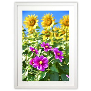 �ŉ� �Ђ܂��ƃR�X���X3 (mitan)�C���e���A �Ǌ|�� �z���� ���i�� �|�X�^�[ �A�[�g ���r���O ���ւɏ��� ���� �v���[���g ���_�� �A�[�g�t���[��