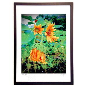 �ŉ� �Ђ܂�� (Cotan)�C���e���A �Ǌ|�� �z���� ���i�� �|�X�^�[ �A�[�g ���r���O ���ւɏ��� ���� �v���[���g ���_�� �A�[�g�t���[��