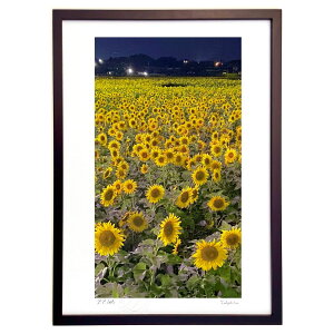 �ŉ� Midnight Sunflower2 (mitan)
