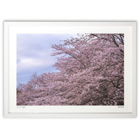 版画 さくら (白ウサギ)インテリア 壁掛け 額入り 風景画 ポスター アート リビング 玄関に飾る 風水 プレゼント モダン アートフレーム