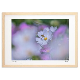 版画 ゆらぐ秋桜 (SHOMA)インテリア 壁掛け 額入り 風景画 ポスター アート リビング 玄関に飾る 風水 プレゼント モダン アートフレーム