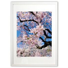 版画 身近な桜 (凪沙)インテリア 壁掛け 額入り 風景画 ポスター アート リビング 玄関に飾る 風水 プレゼント モダン アートフレーム