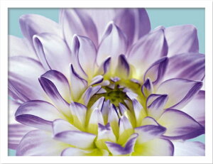 A[gt[ FOSSEY GEORGE DAHLIA IN TEAL I(_A C eB[1)/CeA z z i G |X^[ A[g A[gpl rO  v[g _ A[gt[  4