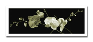 yX[p[SALE10OFFzA[gtHg G Jk driggs Orchid Sprays(I[Lbh XvC)/CeA z z i G |X^[ A[g A[gpl rO  v[g _ A