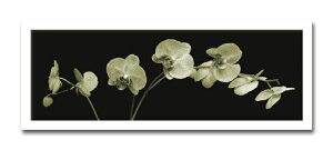 A[gtHg G Jk driggs Orchid Spray(I[Lbh XvC)/CeA z z i G |X^[ A[g A[gpl rO  v[g _ A[gt[  3LT