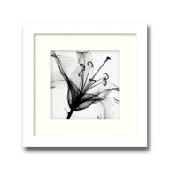 【スーパーSALE10％OFF】レントゲンアート 絵画 リリー ミュスカデ/インテリア 額入り 額装込 風景画 油…