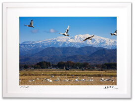 アートフォト 絵画 壁掛け 飛翔する白鳥と白山/加賀市/インテリア 壁掛け 額入り 額装込 風景画 油絵 ポスター アート アートパネル リビング 玄関 プレゼント モダン アートフレーム おしゃれ 飾る