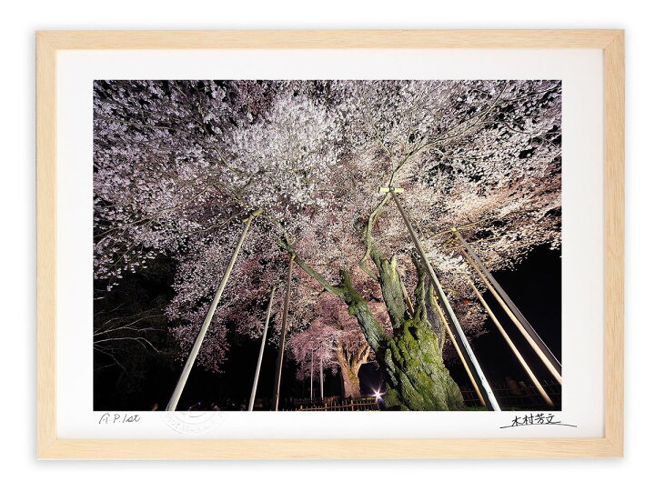 楽天市場】アートフォト 絵画 壁掛け ライトアップされた荘川桜3/岐阜 