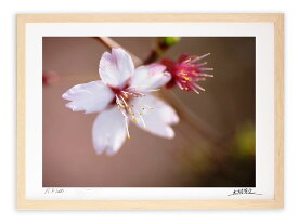 アートフォト 絵画 壁掛け 山桜/白山市/インテリア 壁掛け 額入り 額装込 風景画 油絵 ポスター アート アートパネル リビング 玄関 プレゼント モダン アートフレーム おしゃれ 飾る Mサイズ