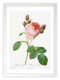 版画 絵画 ロサ・ケンティフォリア ルドゥーテ ボタニカル 薔薇 バラ インテリア 額入り 額装込 風景画 油絵 ポスター アート アートパネル リビング 玄関 プレゼント モダン アートフレーム 飾る おしゃれ 壁掛け 絵