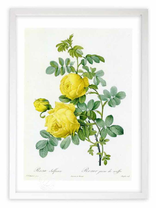 楽天市場 版画 絵画 ロサ スルフレア ルドゥーテ ボタニカル 薔薇 バラ インテリア 壁掛け 額入り 額装込 風景画 油絵 ポスター アート アートパネル リビング 玄関 プレゼント モダン アートフレーム おしゃれ 飾る Mサイズ 絵画 壁飾り 風景専門店あゆわら