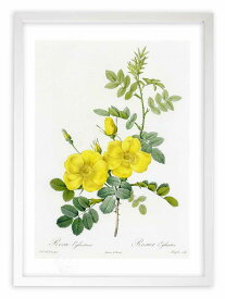 版画 絵画 ロサ・エグランテリア ルドゥーテ ボタニカル 薔薇 バラ インテリア 額入り 額装込 風景画 油絵 ポスター アート アートパネル リビング 玄関 プレゼント モダン アートフレーム 飾る おしゃれ 壁掛け 絵