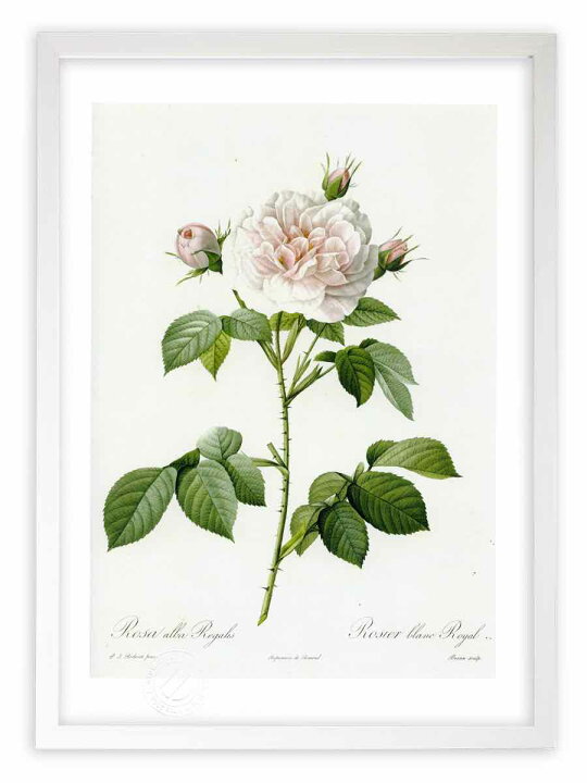 楽天市場 版画 絵画 ロサ アルバ レガリス ルドゥーテ ボタニカル 薔薇 バラ インテリア 壁掛け 額入り 額装込 風景画 油絵 ポスター アート アートパネル リビング 玄関 プレゼント モダン アートフレーム おしゃれ 飾る Mサイズ 絵画 壁飾り 風景専門店あゆわら