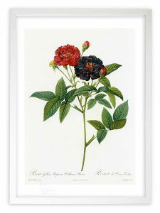 【抽選ポイント100%バック】版画 絵画 ロサ・ガリカ・プルプレア・ウェルティナ、パルウァ ルドゥーテ ボタニカル 薔薇 バラ インテリア 額入り 額装込 風景画 油絵 ポスター アート アー