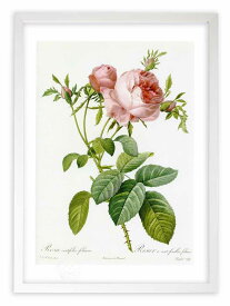版画 絵画 ロサ・ケンティフォリア・フォリアケア ルドゥーテ ボタニカル 薔薇 バラ インテリア 額入り 額装込 風景画 油絵 ポスター アート アートパネル リビング 玄関 プレゼント モダン アートフレーム 飾る おしゃれ 壁掛け 絵